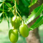 Conheça os benefícios da árvore neem