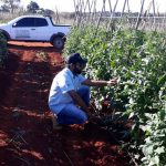 Neem: Eficiência no controle da traça do tomateiro