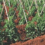 O Sistema Caramuru reduzindo o uso de Agrotóxicos, abaixando muito os custos com inseticidas