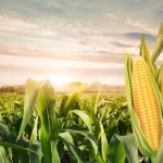 Benefícios do Sistema Caramuru na sua lavoura de milho