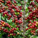 Benefícios do Sistema Caramuru na sua lavoura de café.
