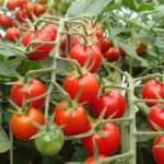 Benefícios do Sistema Caramuru na sua lavoura de tomate